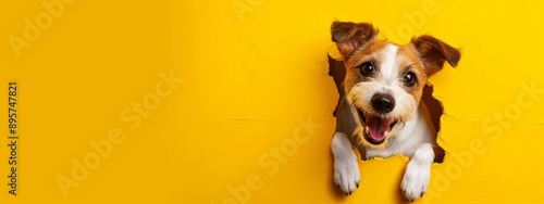 Dynamic Image of a Rusell Terrier Dog Bursting or Breaking Through a Yellow Wall. Creative Design Banner with Blank Copyspace for Custom Advertising and Messaging photo