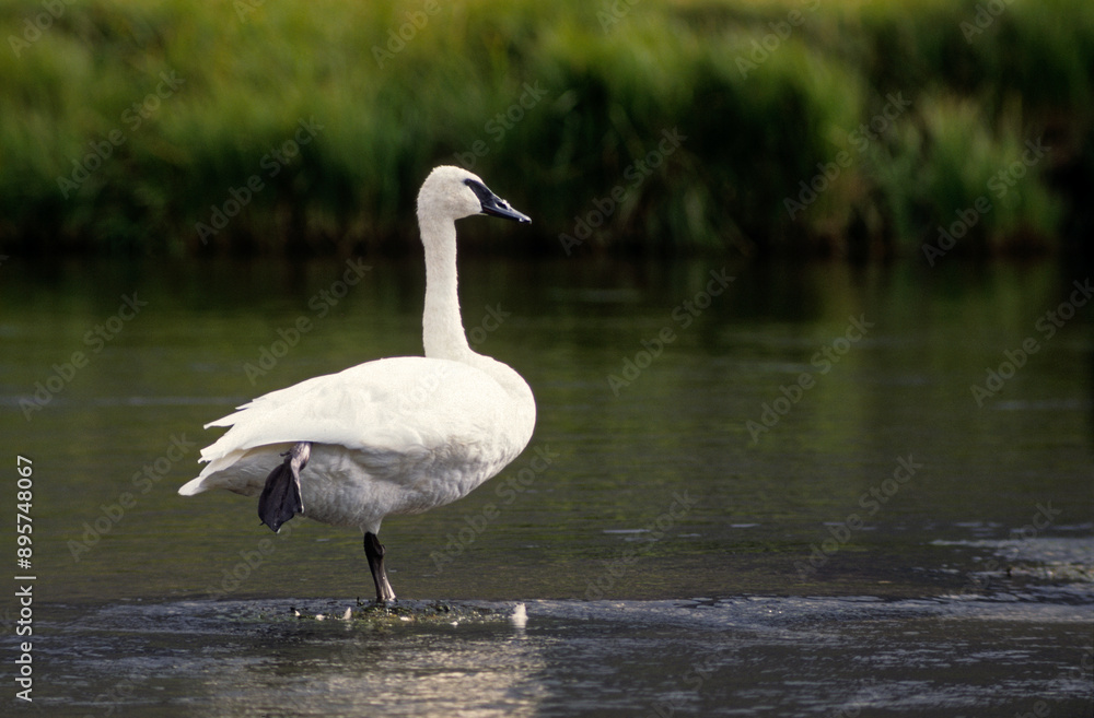 Cygne trompette,.Cygnus buccinator , Trumpeter Swan, parc national du yellowstone, USA Cygne trompette,.Cygnus buccinator , Trumpeter Swan, parc national du yellowstone, USA