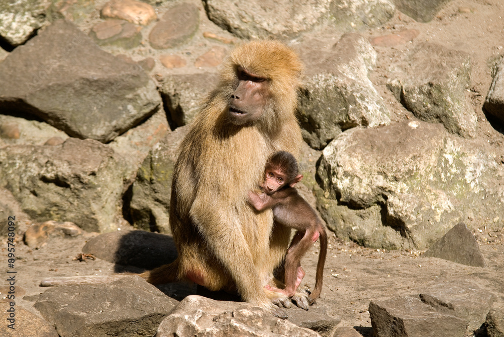Singe hamadryas, femelle et jeune , Papio hamadryas Singe hamadryas, femelle et jeune , Papio hamadryas