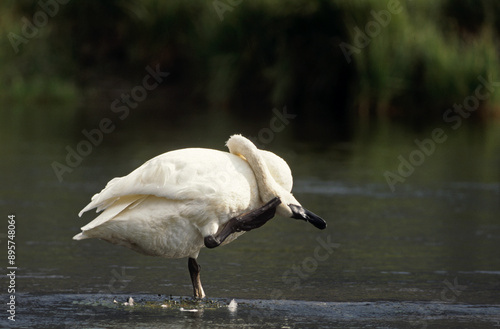 Cygne trompette,.Cygnus buccinator , Trumpeter Swan, parc national du yellowstone, USA photo