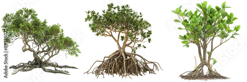 Set of Mangrove Trees Isolated on Transparent Background png