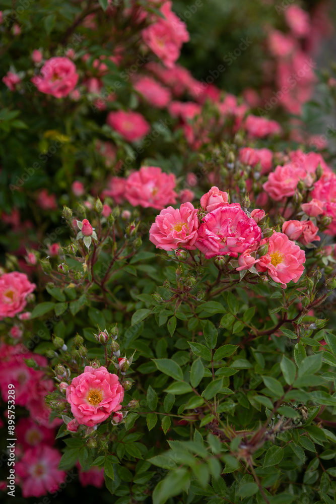 bush of small pink roses nature summer background bush of small pink roses nature summer background