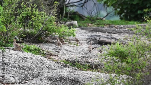 Grey francolins running off into the foliage in Jawai national park photo