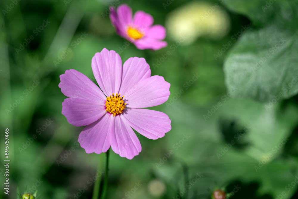 Cosmos flower is pink in the garden in closeup. A beautiful flowering plant in a flower bed in the park