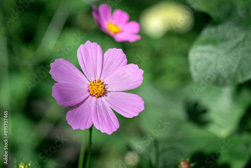 Obraz na płótnie Cosmos flower is pink in the garden in closeup. A beautiful flowering plant in a flower bed in the park w salonie
