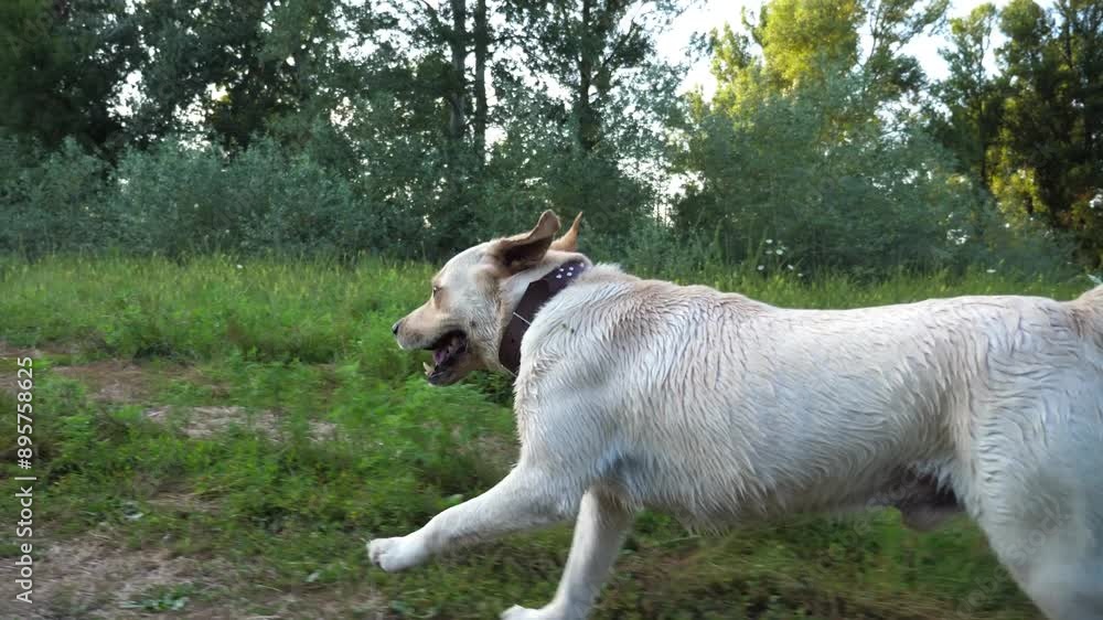 Happy dog breed labrador running along path on meadow at sunset. Cute golden retriever jogging among trail on green field. Beautiful summer landscape at background. Close up Slow motion Happy dog breed labrador running along path on meadow at sunset. Cute golden retriever jogging among trail on green field. Beautiful summer landscape at background. Close up Slow motion