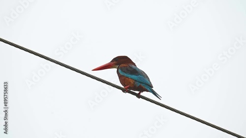 White-throated kingfisher perched on a rope in Jawai national park photo