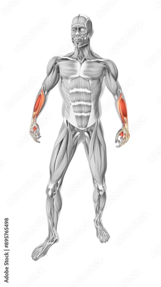 Brachioradialis muscles in the human muscular system Brachioradialis muscles in the human muscular system