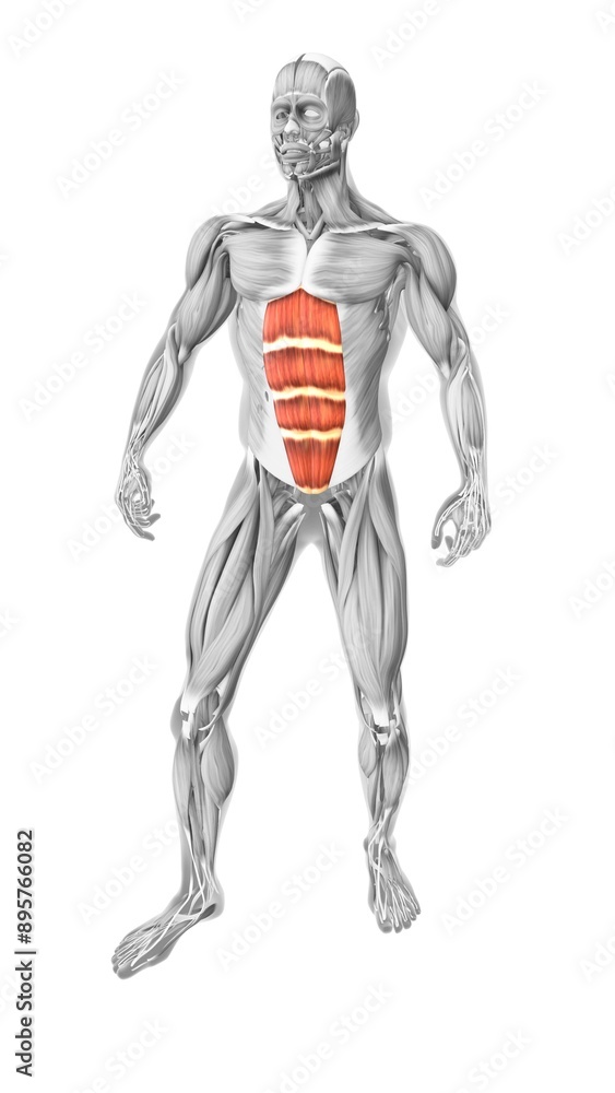 Rectus abdominis muscles in the human muscular system Rectus abdominis muscles in the human muscular system