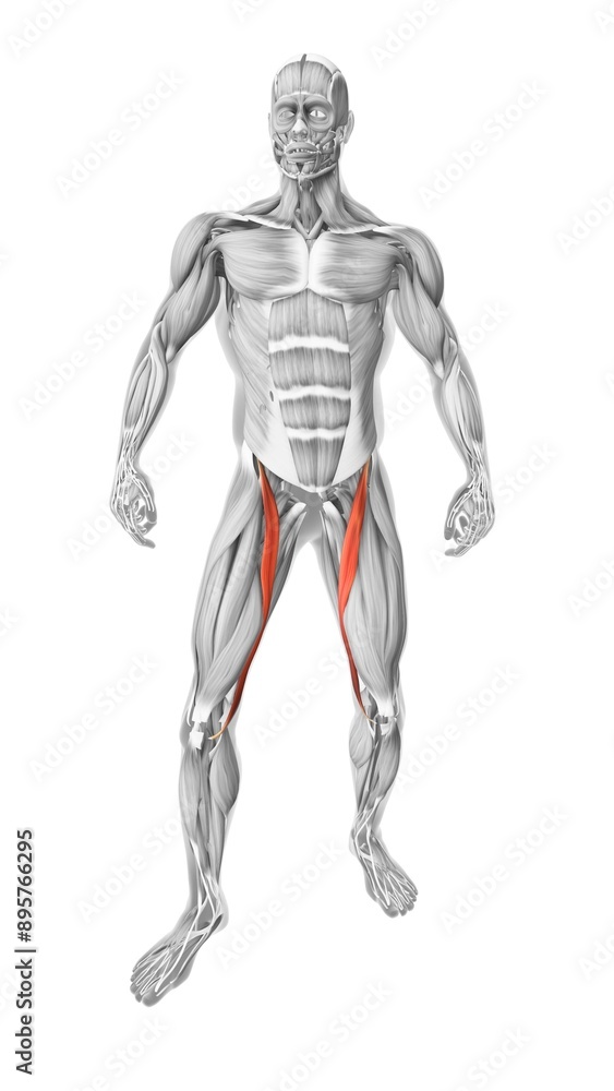 Sartorius muscles in the human muscular system Sartorius muscles in the human muscular system