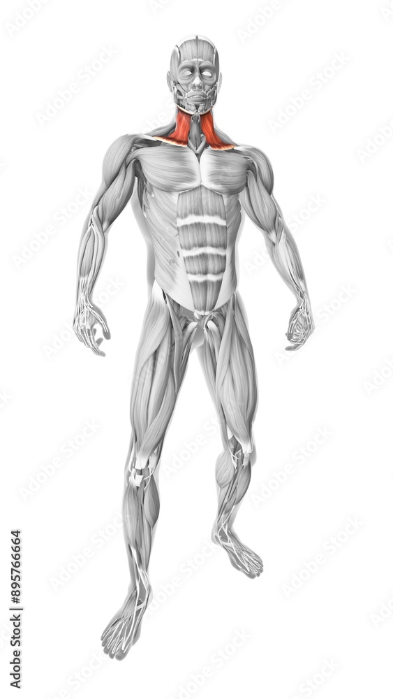 Trapezius muscles in the human muscular system Trapezius muscles in the human muscular system