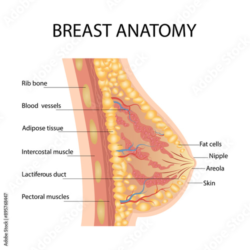 The mammary gland of the female breast is in a cross-section with the names of its components. Vector illustration