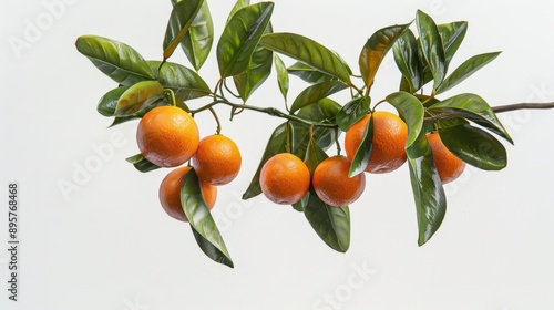 The Branch with Fresh Oranges