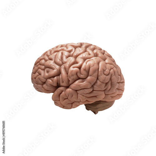Canvastavla 3D Medical Brain Highlighted Background View of brain shape