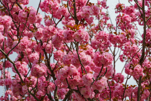 Wallpaper Mural Close-up Prunus 'Kanzan' (Prunus serrulata or Prunus lannesiana) pink flowers in City park Krasnodar. Galitsky Park in spring 2024. Japanese cherry flowers as wallpaper background. Selective focus Torontodigital.ca