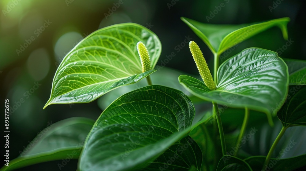Detailed view of a rare Anthurium with its long, strap-like leaves Detailed view of a rare Anthurium with its long, strap-like leaves