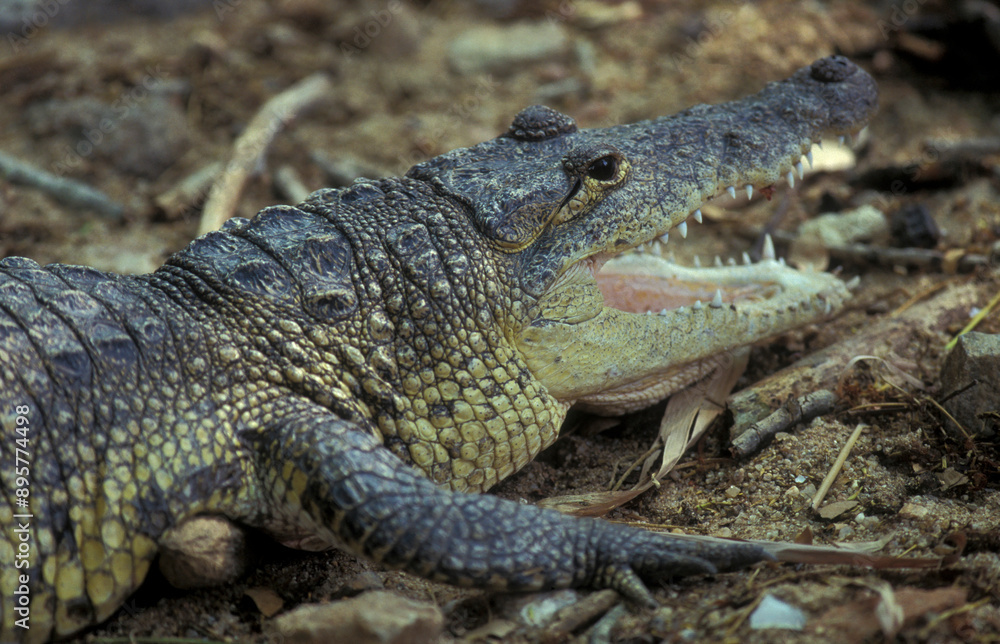 Obraz premium INDIA KARNATAKA MYSORE ZOO