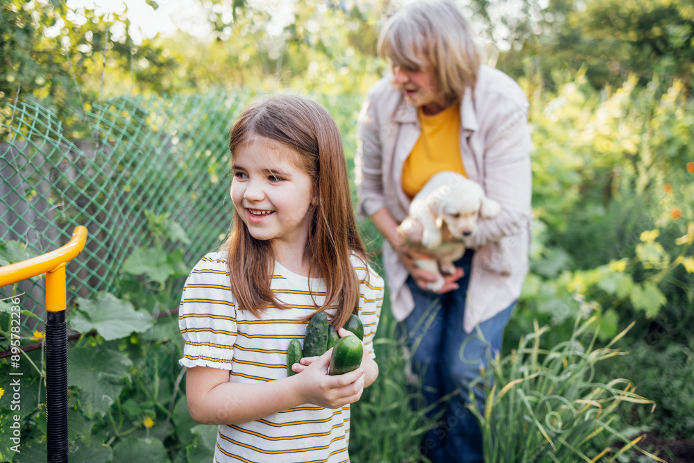 Obraz premium Little girl holds cucumbers and laughs in garden. Mature woman holds Labrador puppy outdoors. Sweet granddaughter is visiting her grandmother.