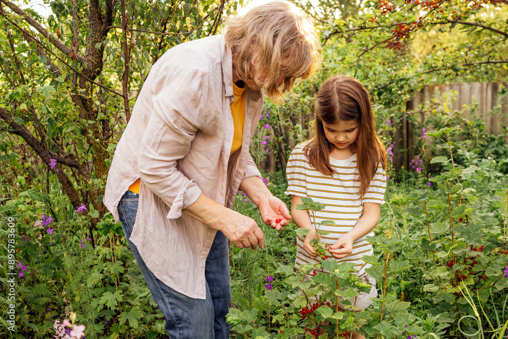 A little girl and her grandmother are picking berries. A mature woman and her sweet granddaughter are eating red currants in the garden. A little girl and her grandmother are picking berries. A mature woman and her sweet granddaughter are eating red currants in the garden.