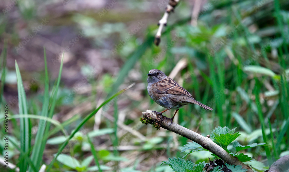 Dunnocks feeding in the woods Dunnocks feeding in the woods