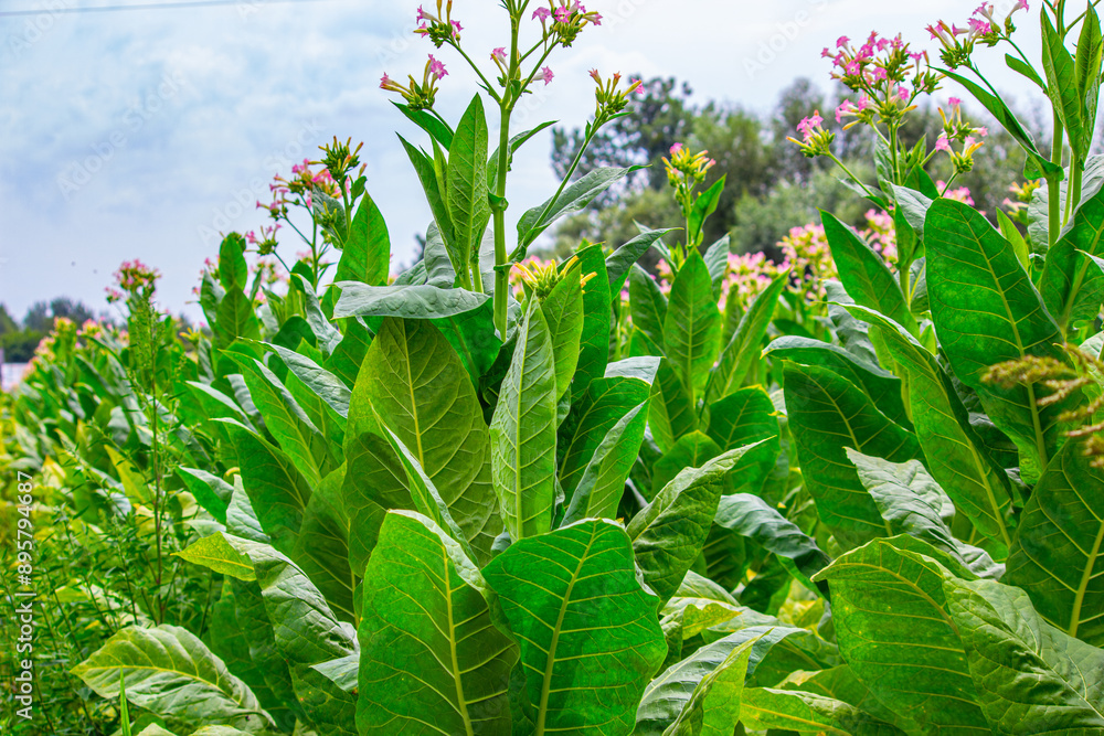 Tobacco plantation in Poland ..