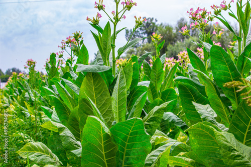 Obraz na płótnie Tobacco plantation in Poland .. w salonie