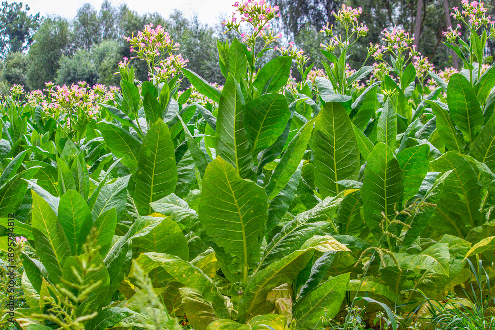 Tobacco plantation in Poland ..