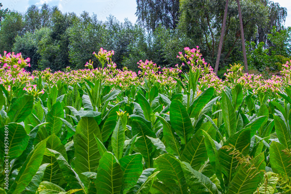Tobacco plantation in Poland ..