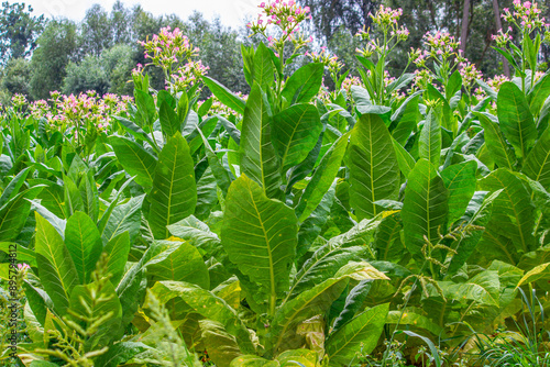Obraz na płótnie Tobacco plantation in Poland .. w salonie