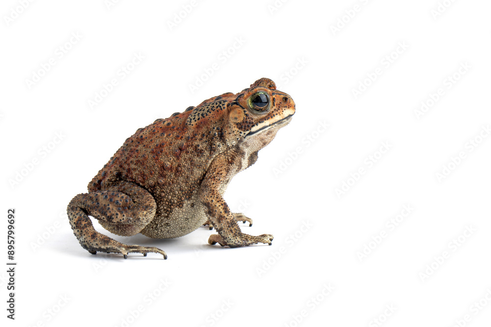 Asian common toad (Duttaphrynus melanostictus) isolated on white backkground, Asian common toad (Duttaphrynus melanostictus) closeup Asian common toad (Duttaphrynus melanostictus) isolated on white backkground, Asian common toad (Duttaphrynus melanostictus) closeup