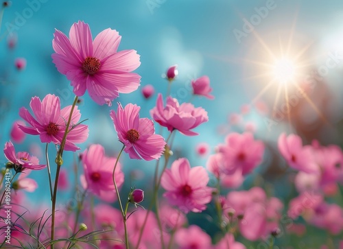 Pink Cosmos Flowers in a Sunny Meadow © Gustav