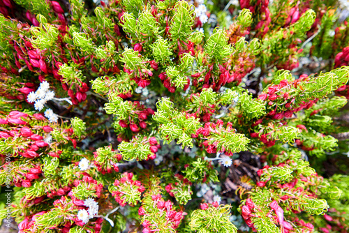 Eine Reise durch Südafrika. Kapstadt und  Umgebung. Flora auf den Tafelberg.