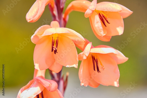 Eine Reise durch Südafrika. Kapstadt und  Umgebung. blume auf dem Tafelberg photo