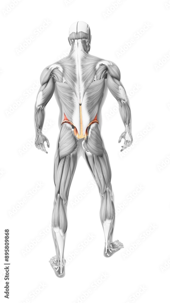 External oblique muscles in the human muscular system External oblique muscles in the human muscular system