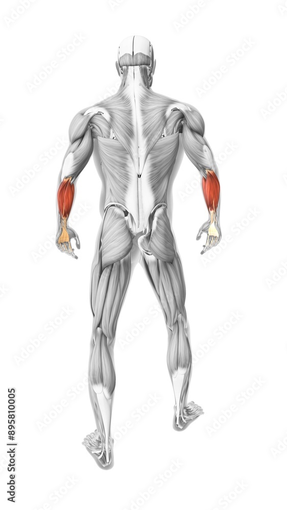 flexor carpi radialis muscles in the human muscular system flexor carpi radialis muscles in the human muscular system