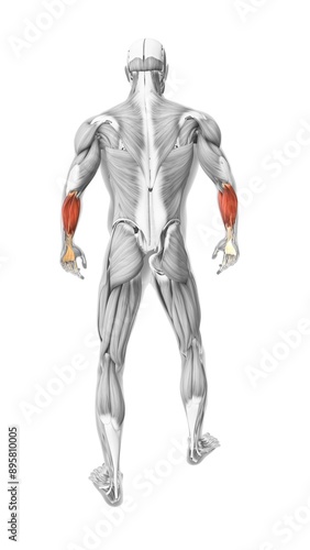 flexor carpi radialis muscles in the human muscular system