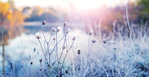 Photos Frost-covered grass and weeds near the river in sunny weather in late autumn
