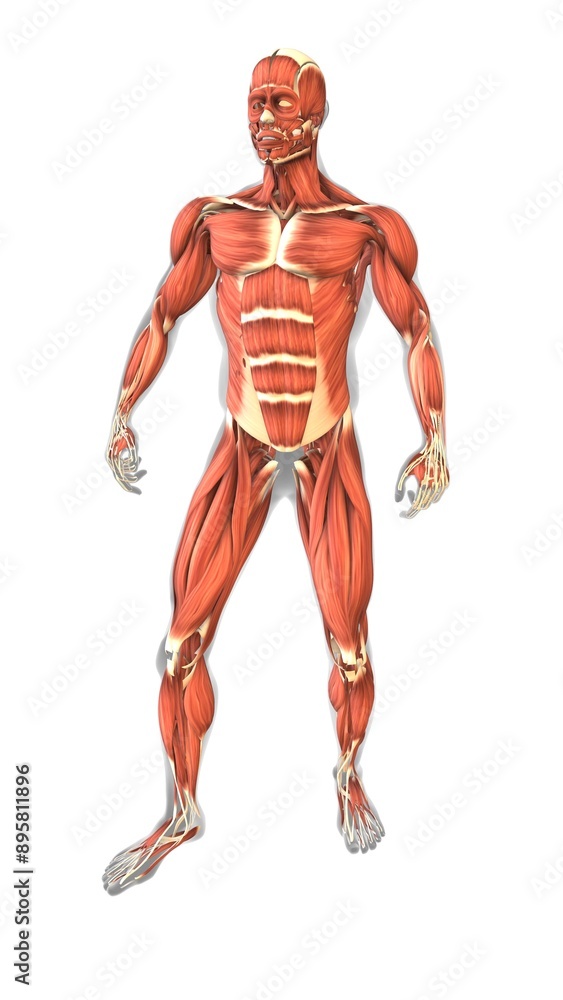 The muscles of the human body from front side The muscles of the human body from front side