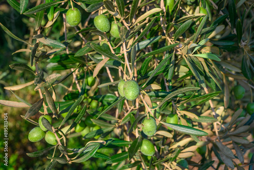 Olive branch with green olives, branch in summer, jaen province product photo