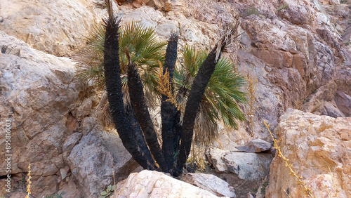 A burned palm tree between the high mountains of Tafraout photo