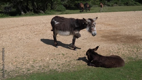 Donkies mother and baby donkey the New Forest National Park Hampshire England UK ponies in background