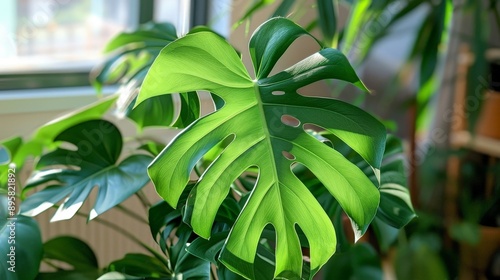 Detailed view of a rare Monstera with its large fenestrated leaves photo