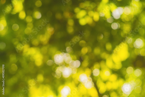 Horizontal shot of blurred green background vegetation of tree leaves on summer sunny day. Green natural environment and ecology safety.