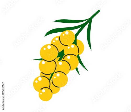 Sea buckthorn. Fresh summer juicy berry. Flat Vector illustration isolated on white background