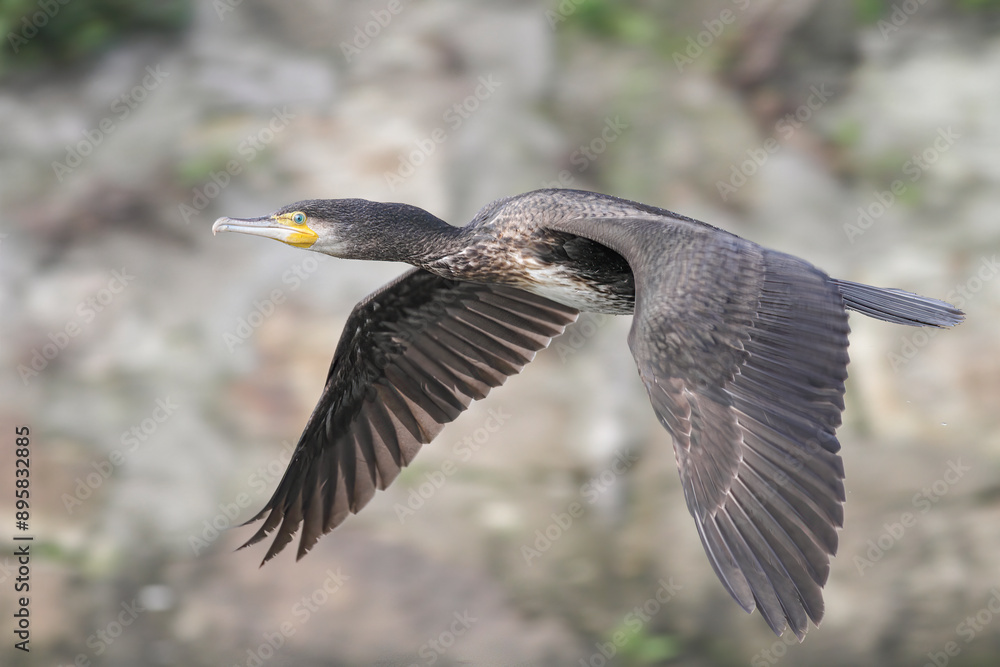 Fototapeta premium Cormorant in flight
