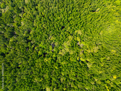 Amazing abundant mangrove forest, Aerial view of forest trees Rainforest ecosystem and healthy environment background, Texture of green trees forest top down, High angle view