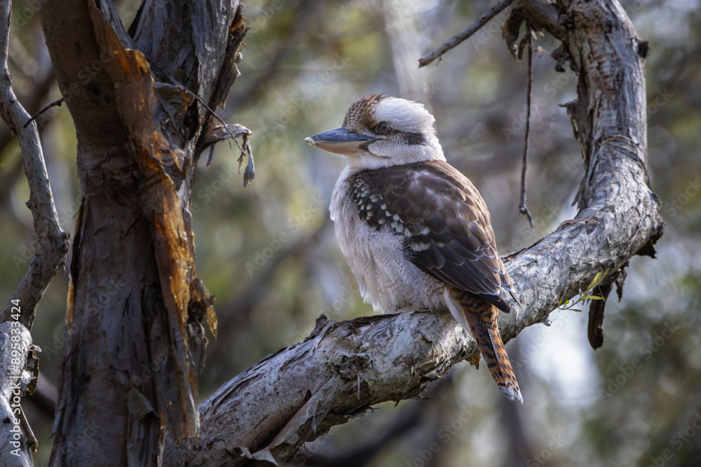 A Laughing Kookaburra perched on a tree branch A Laughing Kookaburra perched on a tree branch