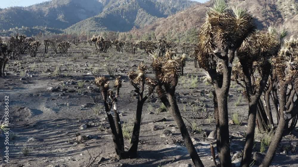 Drone over burned area in Wild Horse Canyon after huge fire - Utah, USA. Drone over burned area in Wild Horse Canyon after huge fire - Utah, USA.