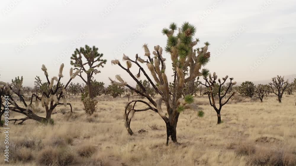 Drone moves counterclockwise around a Joshua tree in Mojave Desert, California, USA. Drone moves counterclockwise around a Joshua tree in Mojave Desert, California, USA.