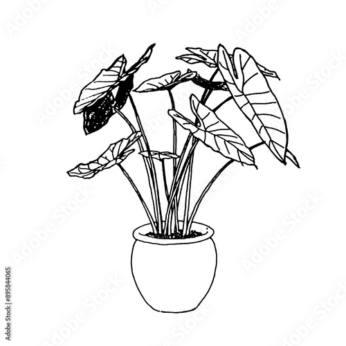 hand draw sketch of tree plant planter pen drawing for interior design Potted plants